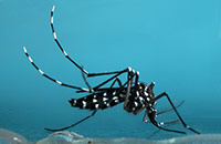 mosquito