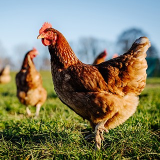 roosters in field